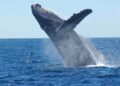 Popular Bitcoin Whale Suggests Crypto Bull Run May Soon End Popular Bitcoin Whale Suggests Crypto Bull Run May Soon End