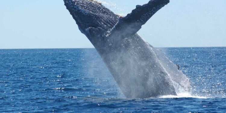 Popular Bitcoin Whale Suggests Crypto Bull Run May Soon End