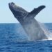 Popular Bitcoin Whale Suggests Crypto Bull Run May Soon End