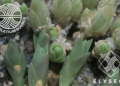 The Sceletium Source is Partnering With the Elyseos Ecosystem The Sceletium Source is Partnering With the Elyseos Ecosystem