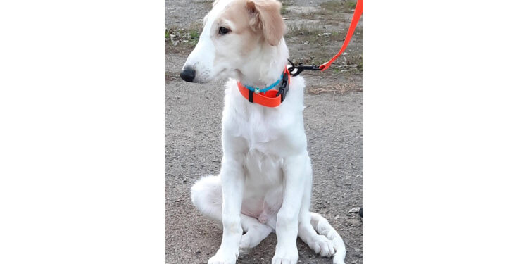 From Meme to Reality – Crypto Project Pioneers Innovative Real-Life Dog Rescue And Community Ownership From Meme to Reality – Crypto Project Pioneers Innovative Real-Life Dog Rescue And Community Ownership