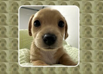 Can BILLY, the Meme Coin Known by the Entire Pump.fun Community, Reach ?